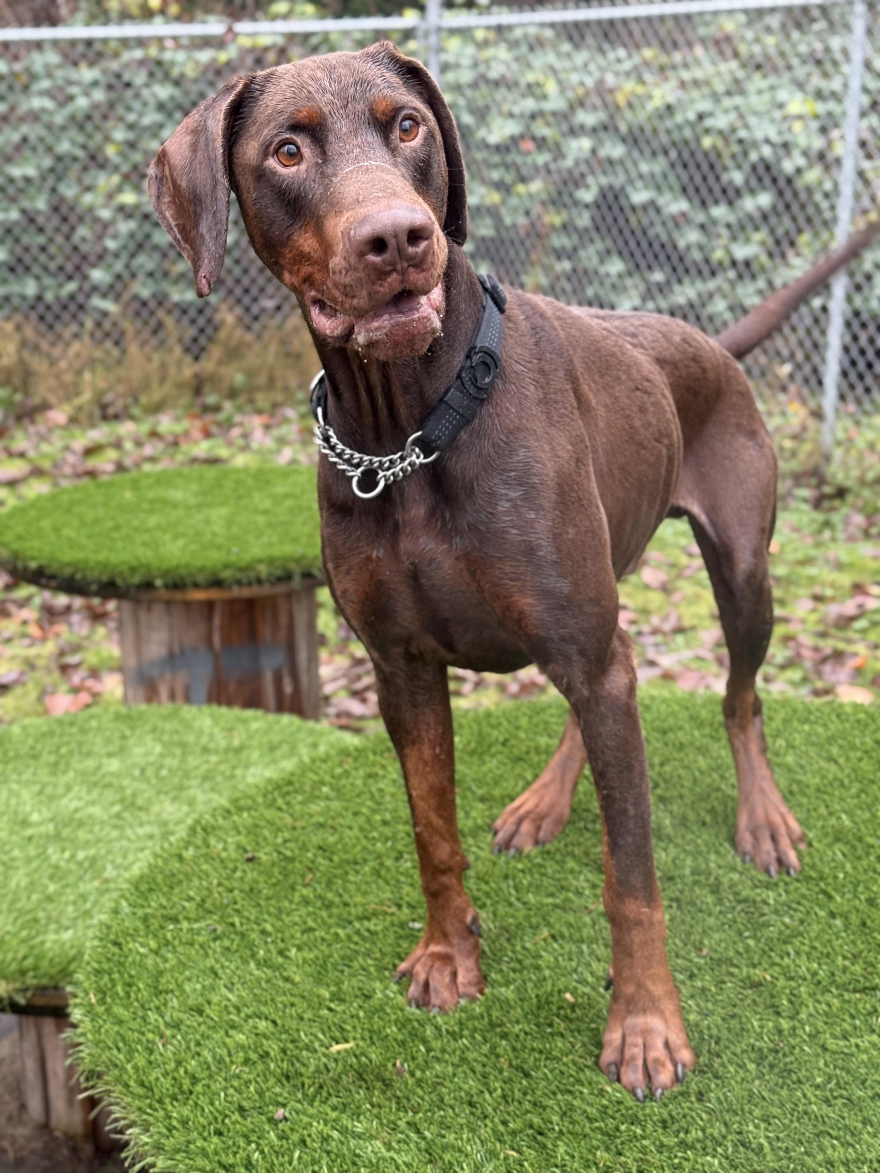 Baxter #39273 (3 Years Old) — thumbnail 5