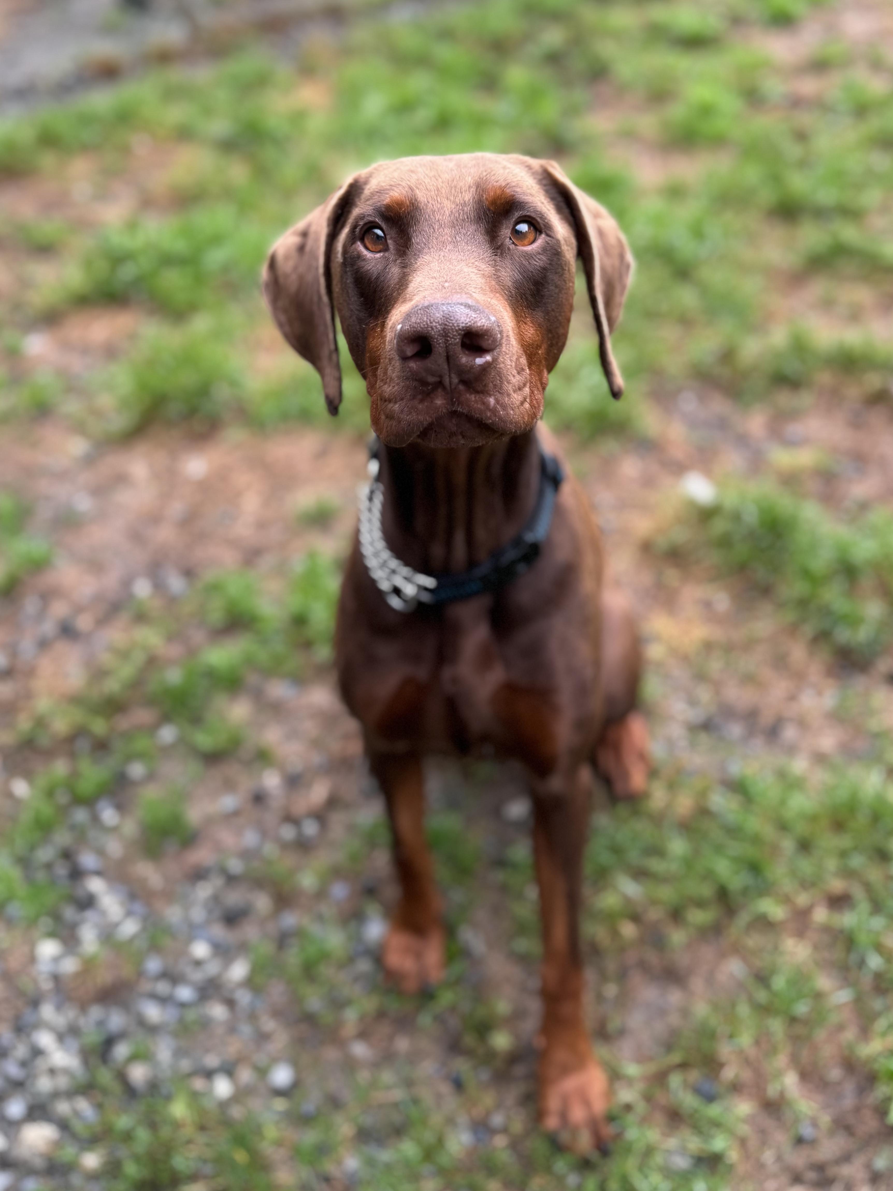 Baxter #39273 (3 Years Old) , a Adoptable mixed breed in Langley, BC image 1/6