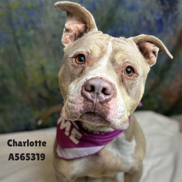CHARLOTTE, Adoptable, Adult Female Pit Bull Terrier & Mixed Breed.