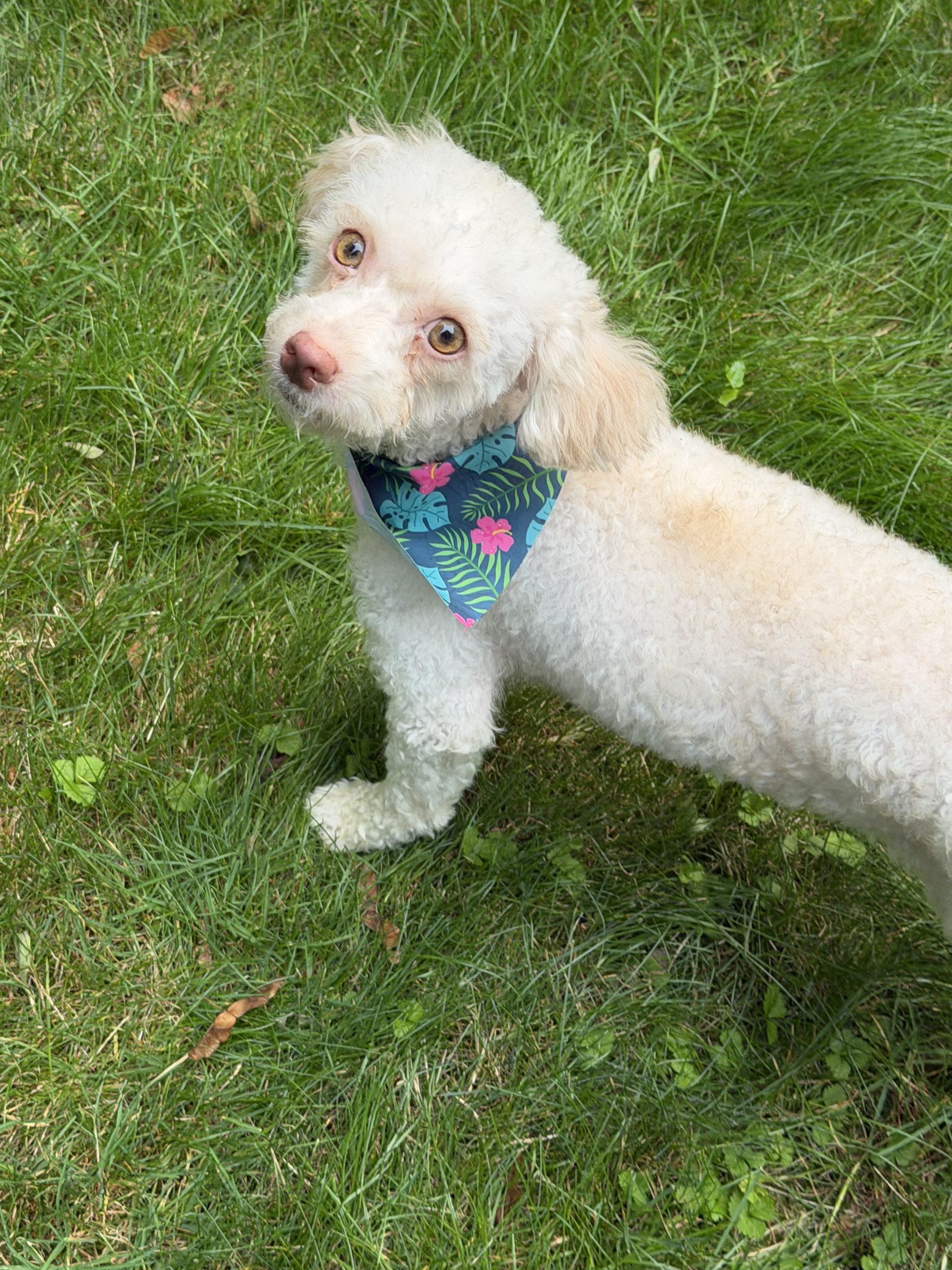 Tequila, a Adoptable Miniature Poodle in Hamden, CT image 1/3