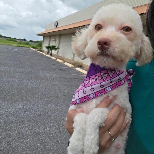 Enlarge Tequila, a Adoptable Miniature Poodle in Hamden, CT image 2/3
