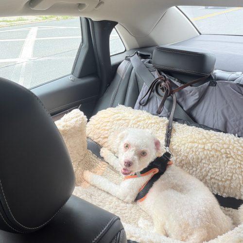 Enlarge Tequila, a Adoptable Miniature Poodle in Hamden, CT image 3/3