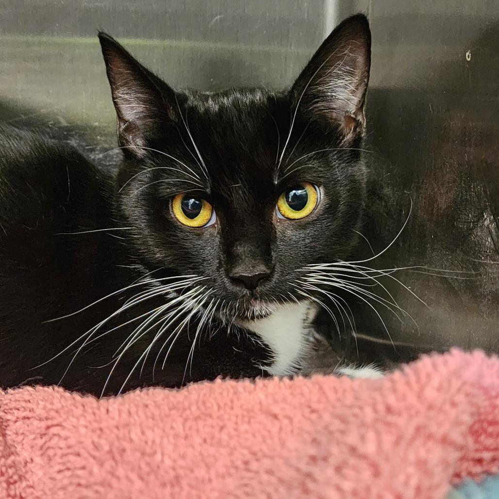 Tuxi, Adoptable, Young Male Domestic Short Hair.