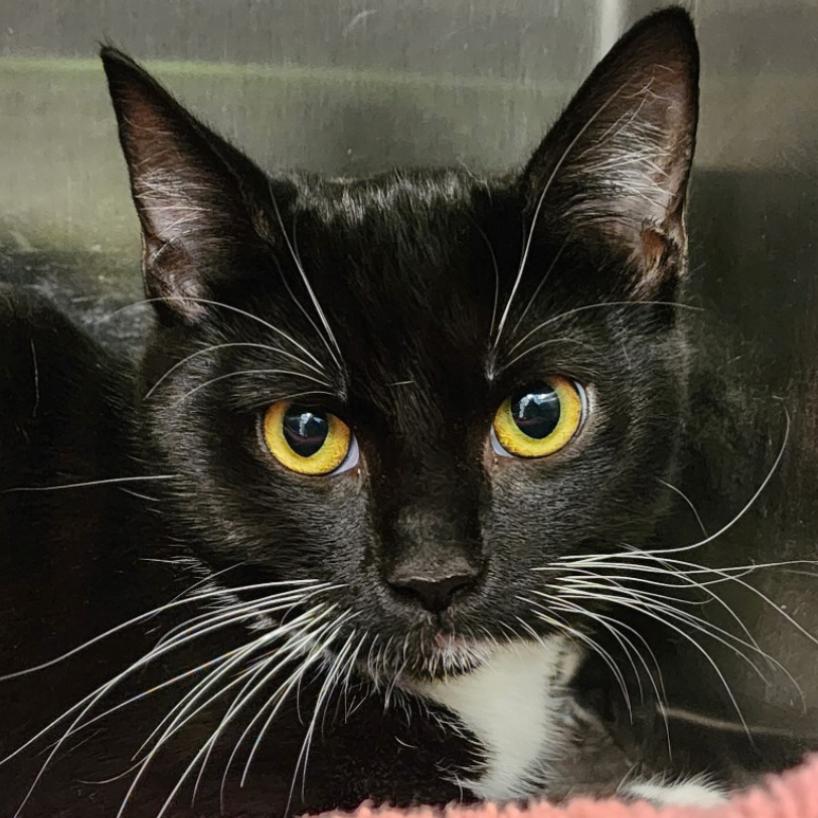 Enlarge Tuxi, a Adoptable Domestic Short Hair in Columbia Station, OH image 2/2