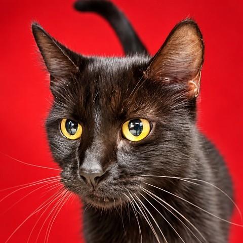 Blair- 54216, Adoptable, Adult Female Domestic Short Hair.