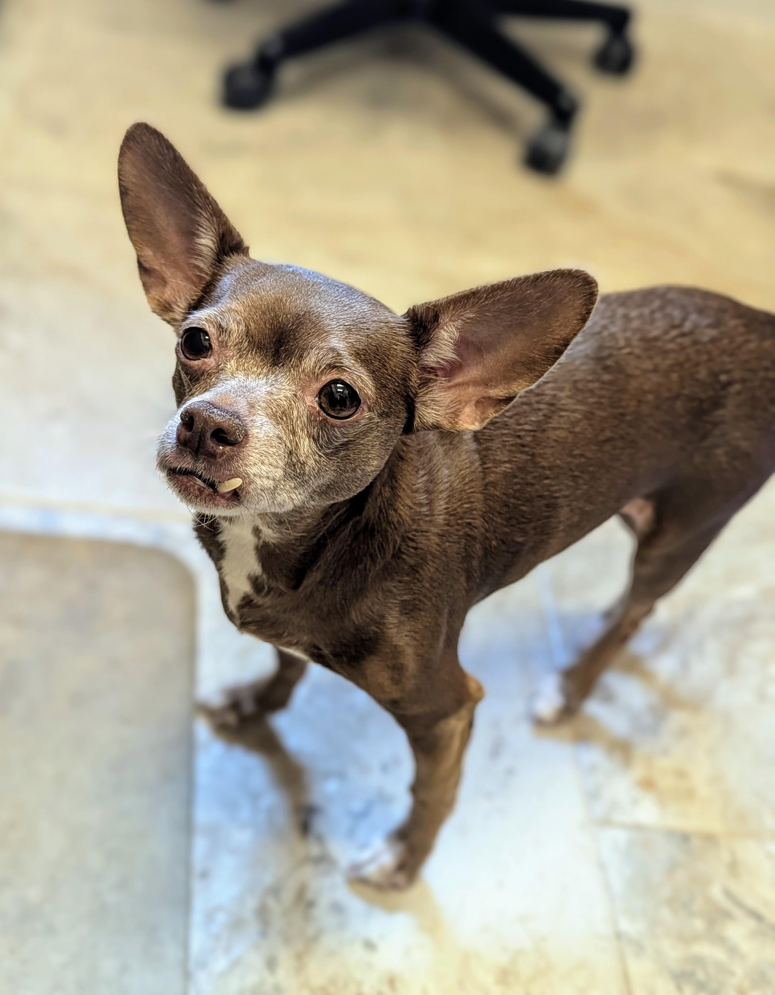 Mocha, a Adopted Chihuahua in Punta Gorda , FL image 1/2