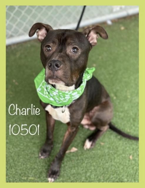 CHARLIE