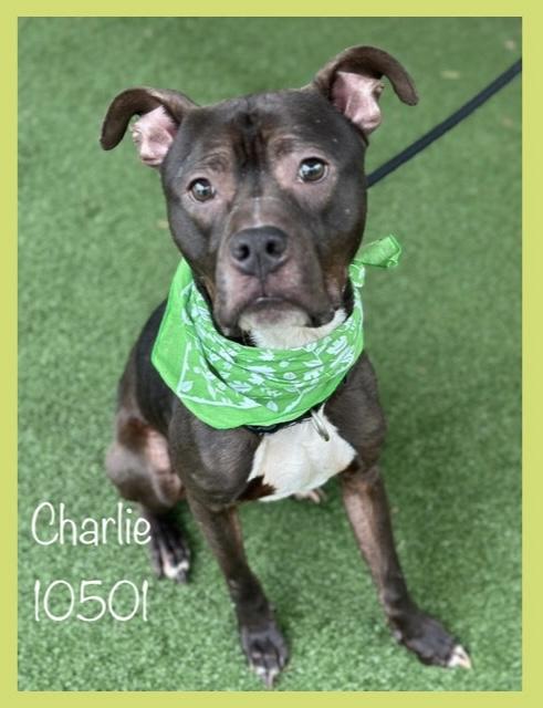 CHARLIE