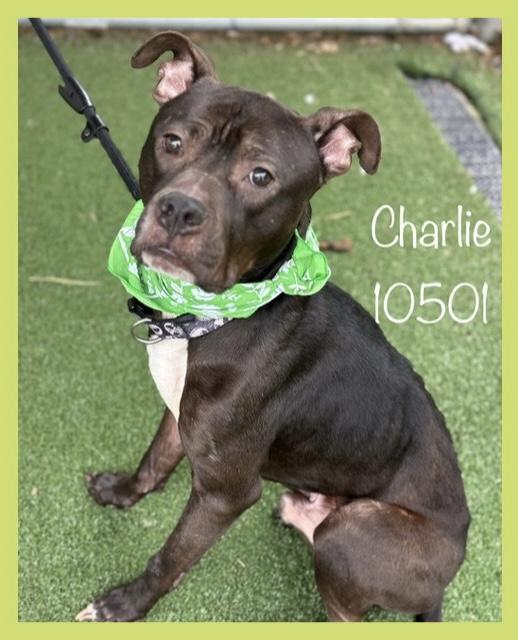 CHARLIE
