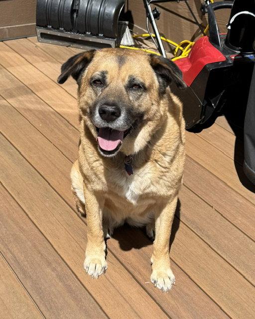 Enlarge Sam, a Adoptable Anatolian Shepherd in Winter Park, CO image 2/3