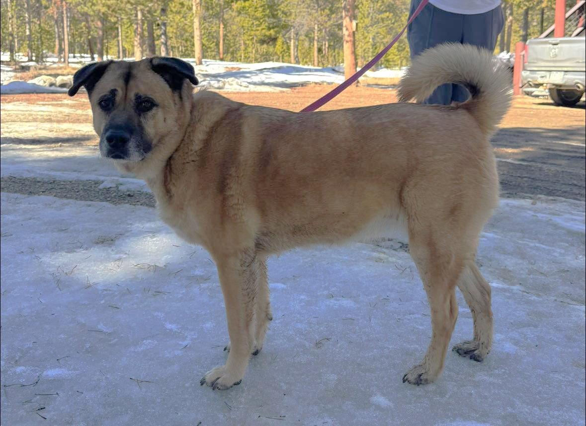 Enlarge Sam, a Adoptable Anatolian Shepherd in Winter Park, CO image 3/3