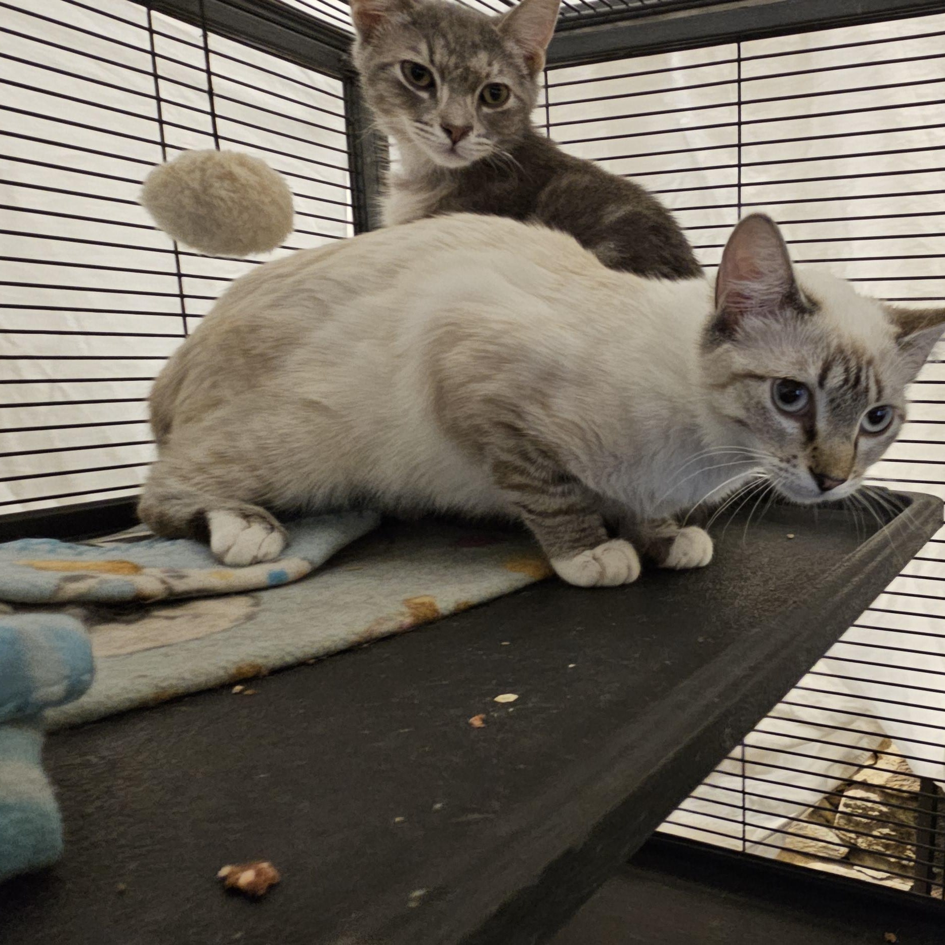 Lelani , adopted, Young Female Siamese.