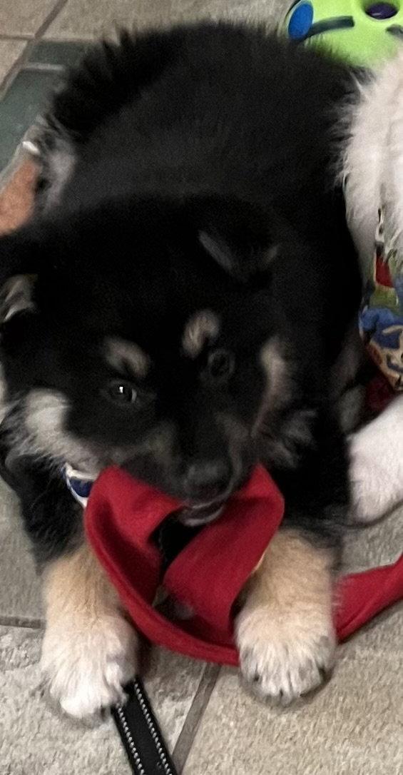 HOPPITY, Adopted, Puppy Male German Shepherd Dog & Husky.