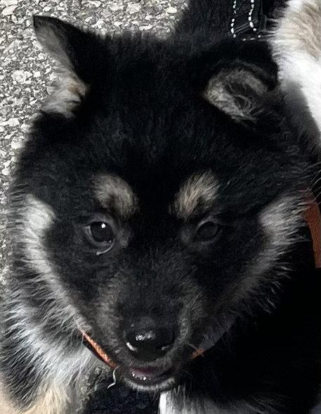 Enlarge HOPPITY, a Adopted mixed breed in Minesing, ON image 2/3