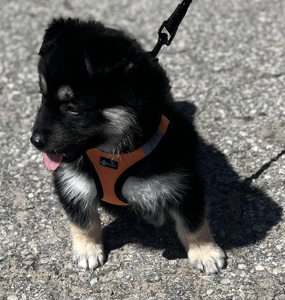 Enlarge HOPPITY, a Adopted mixed breed in Minesing, ON image 3/3