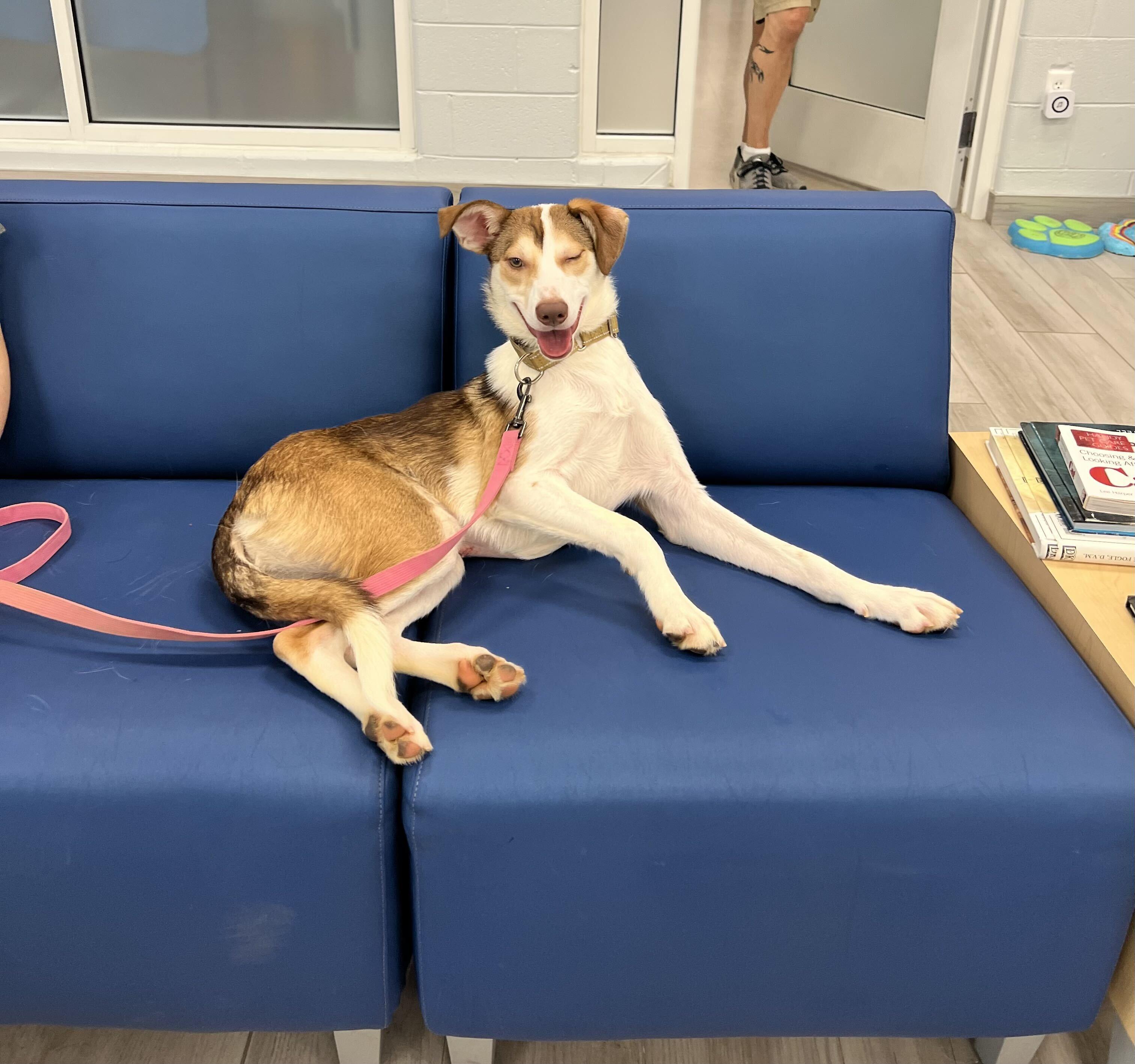 Mira, a ADOPTABLE mixed breed in Maidens, VA image 6/6