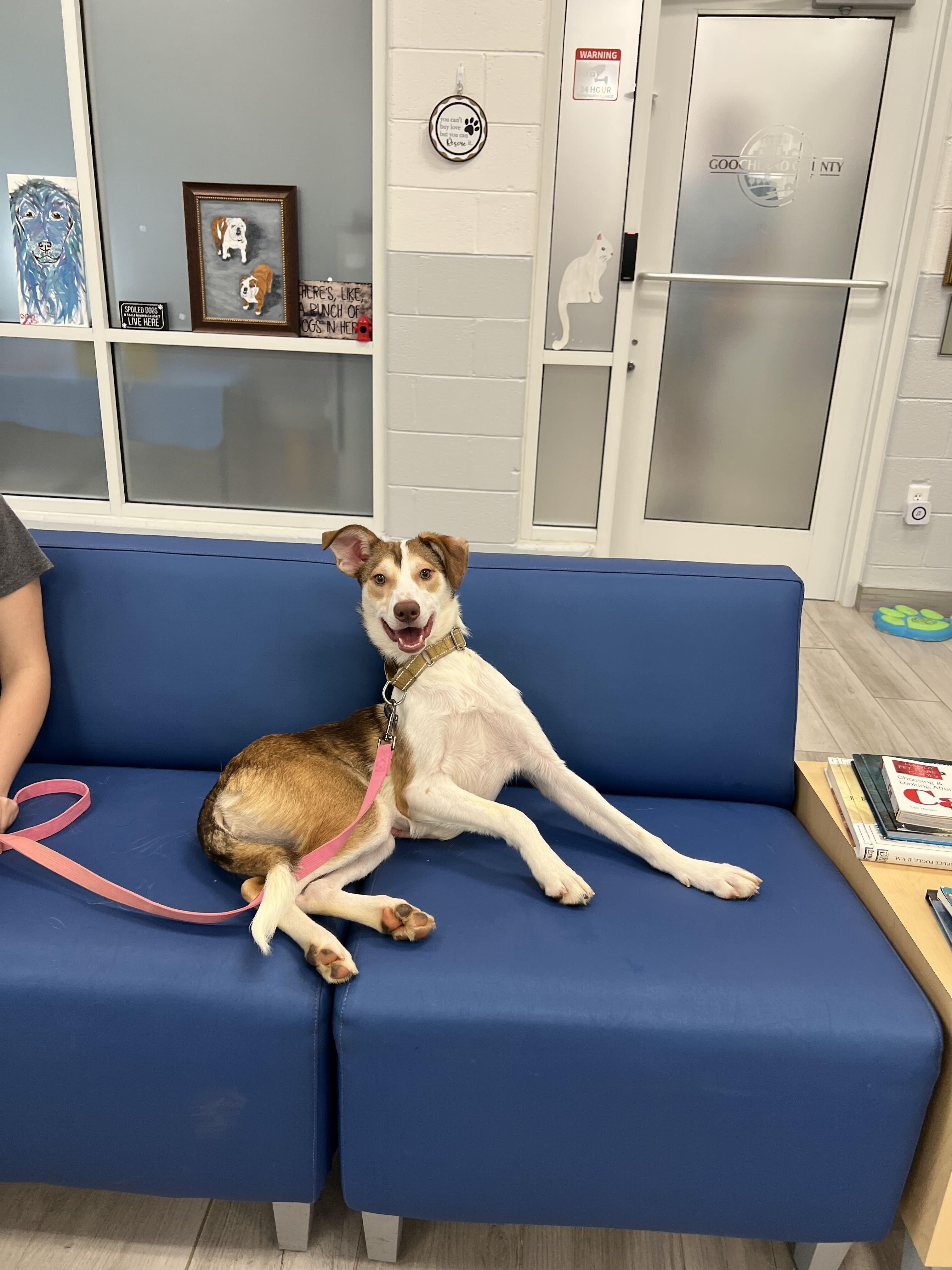 Mira, a ADOPTABLE mixed breed in Maidens, VA image 2/6