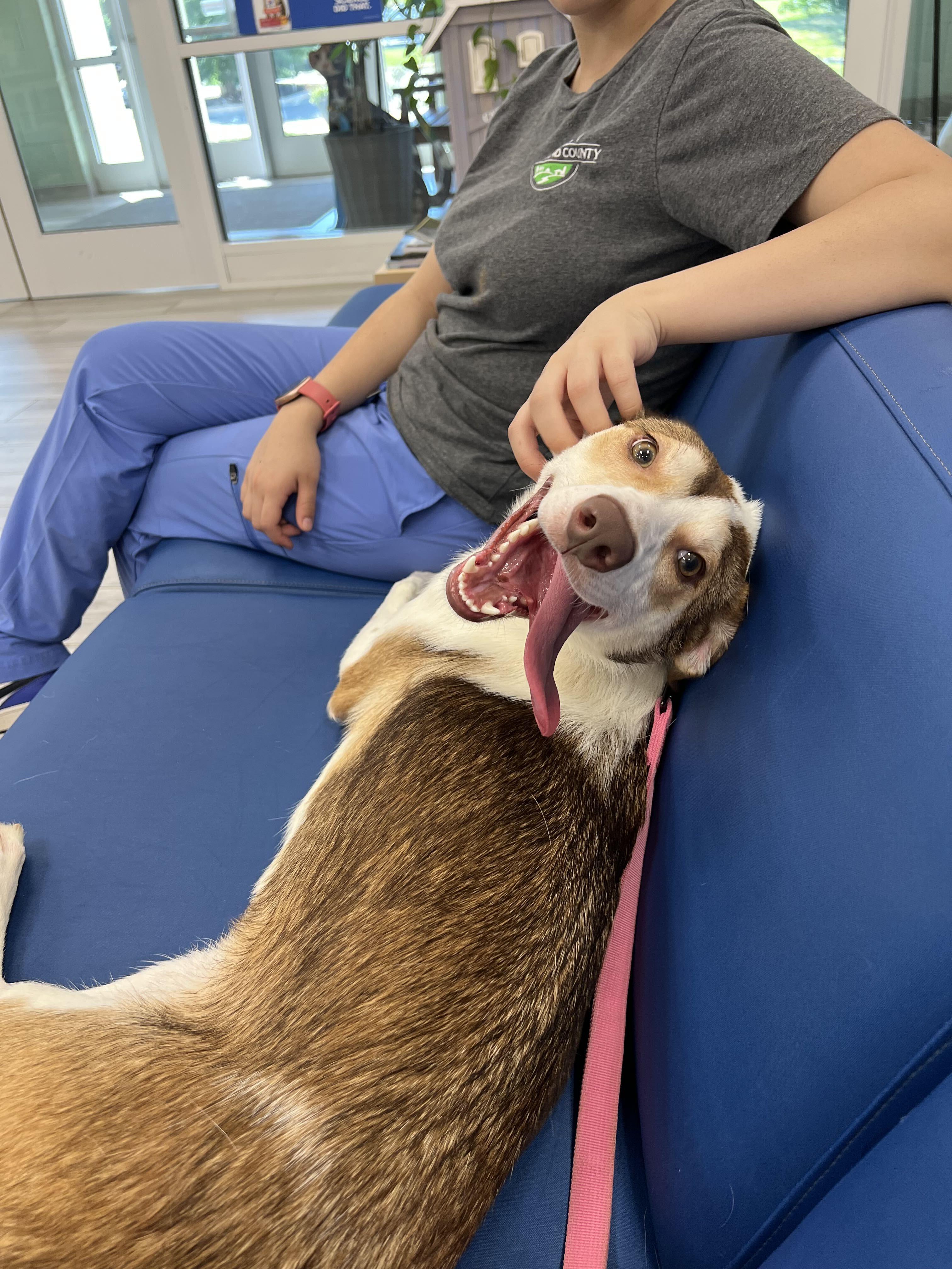 Mira, ADOPTABLE, Young Female Collie.