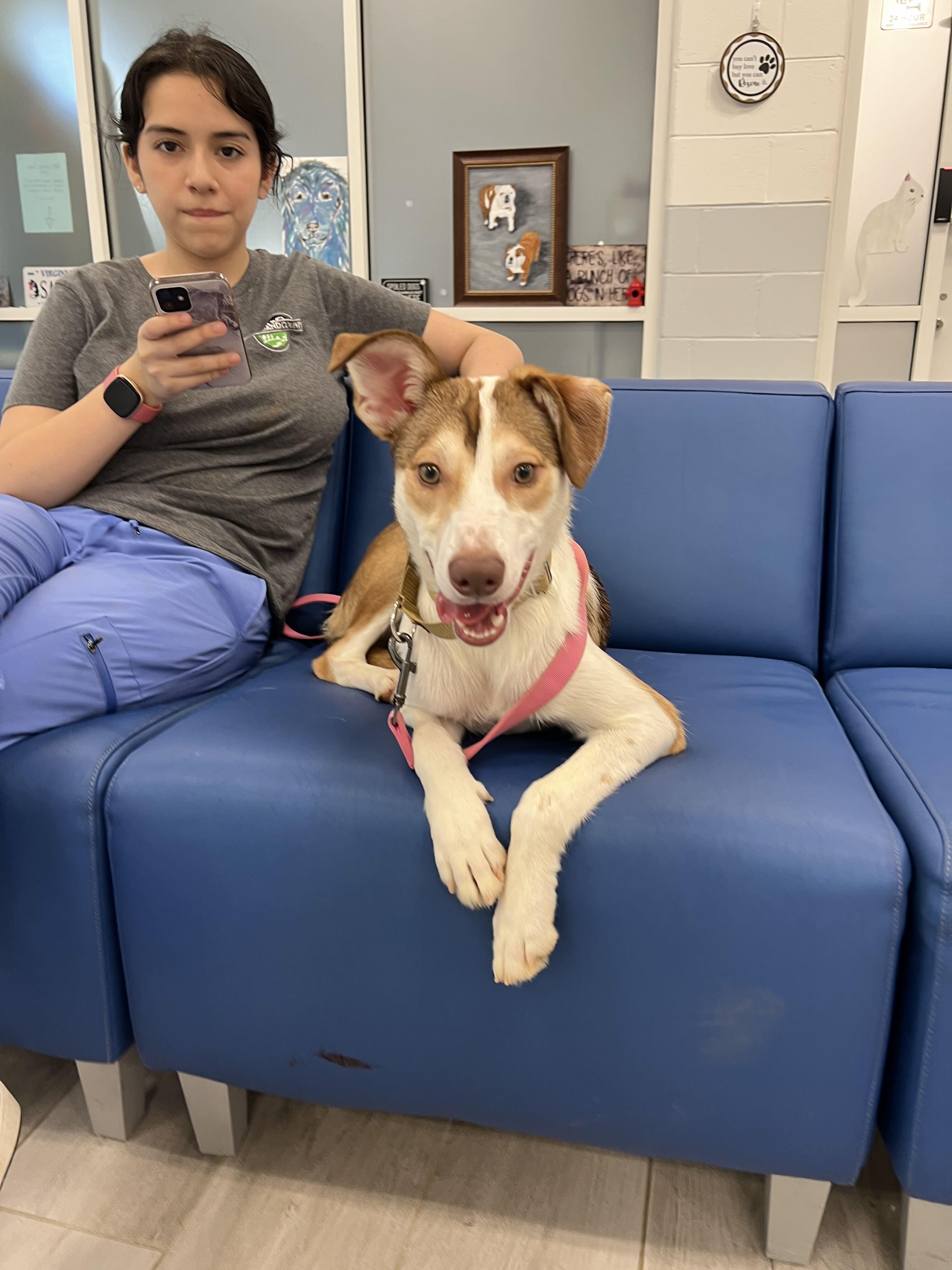 Mira, a ADOPTABLE mixed breed in Maidens, VA image 5/6