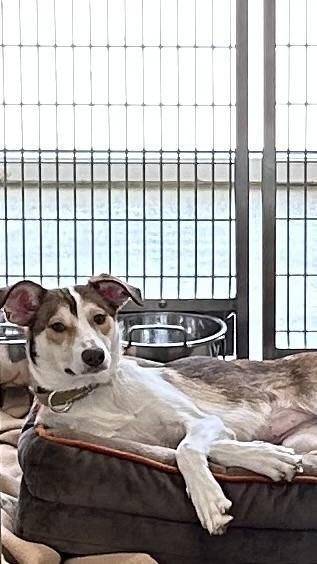 Mira, a ADOPTABLE mixed breed in Maidens, VA image 4/6