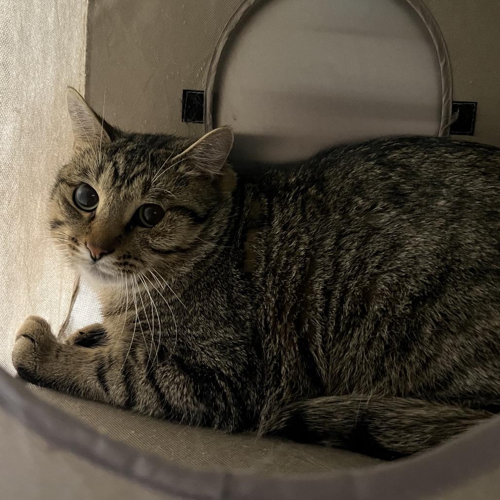 Enlarge Fernando, a Adoptable Domestic Short Hair in Pauls Valley, OK image 1/1