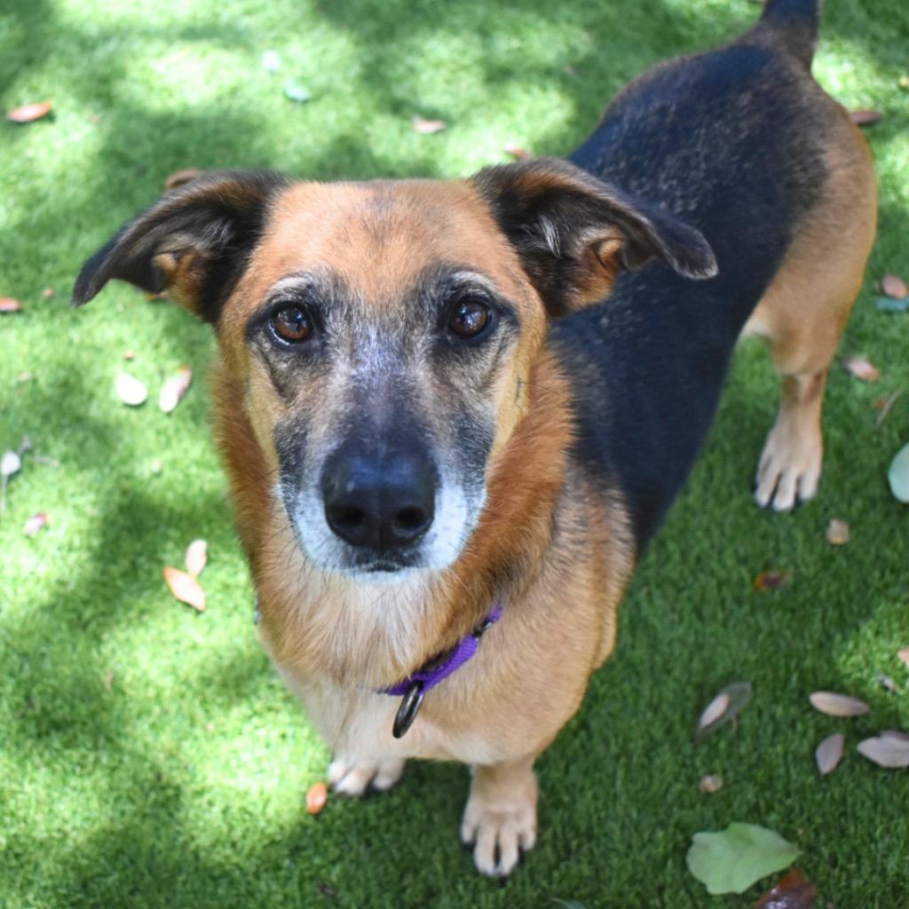 Zola, Adoptable, Adult Female Hound.