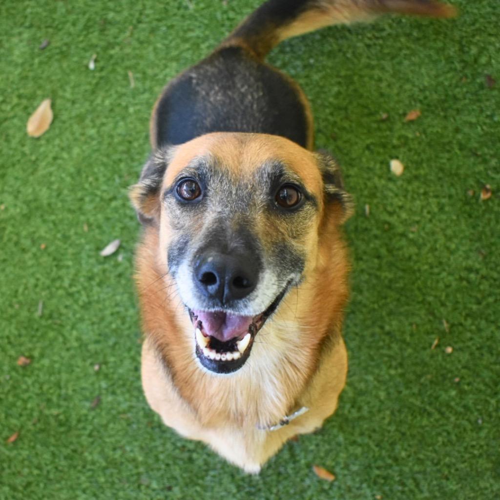 Enlarge Zola, a Adoptable mixed breed in Saint Petersburg, FL image 2/3