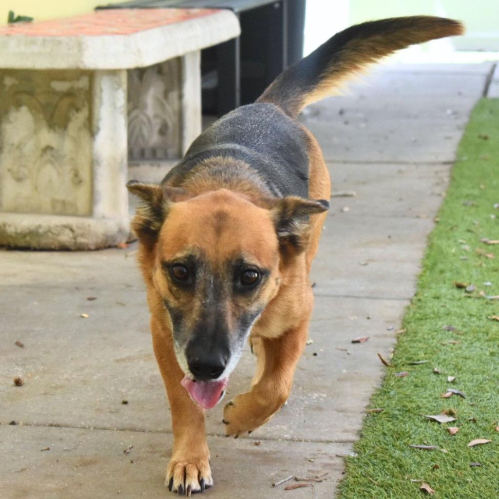 Enlarge Zola, a Adoptable mixed breed in Saint Petersburg, FL image 3/3