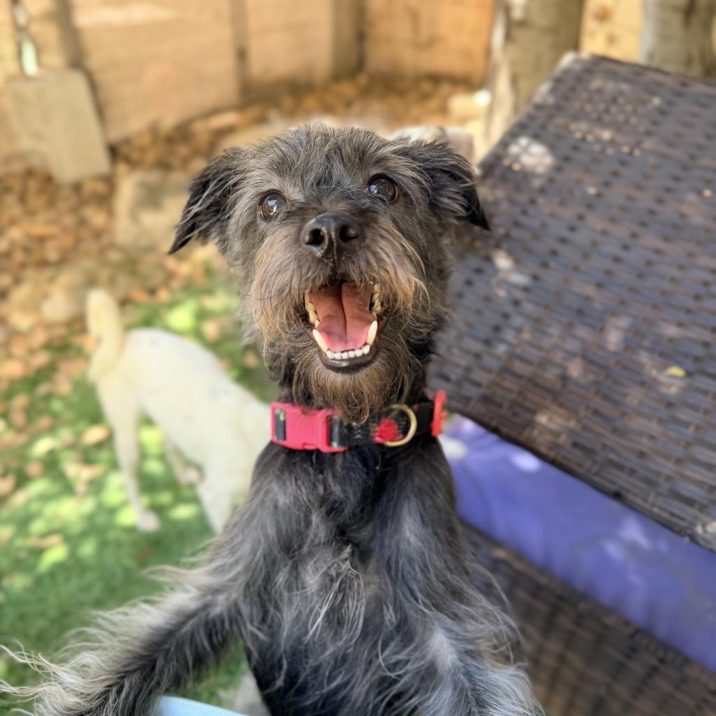 Twiggy, Adoptable, Adult Female Mixed Breed.