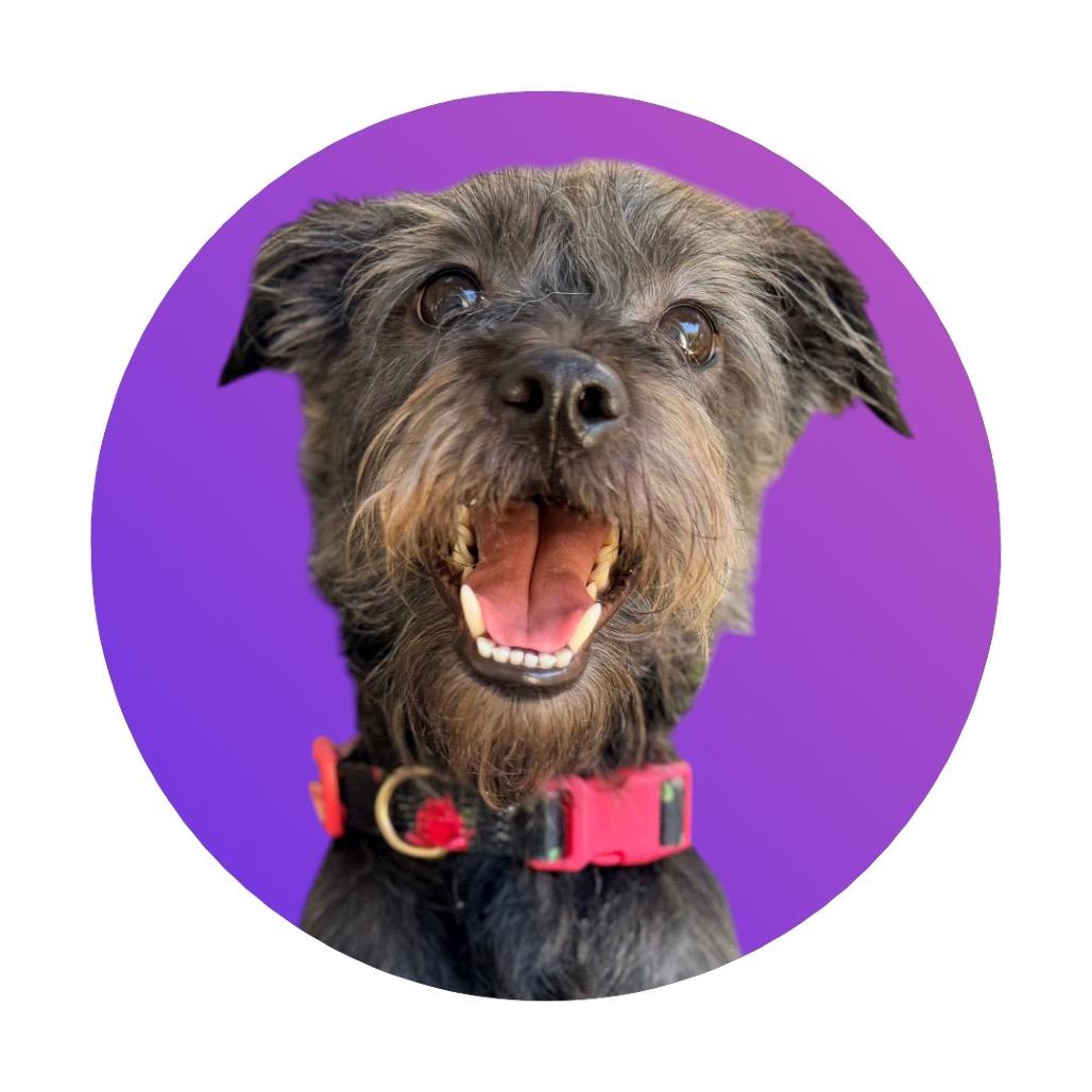 Twiggy, a Adoptable Mixed Breed in Pacific Grove, CA image 2/2