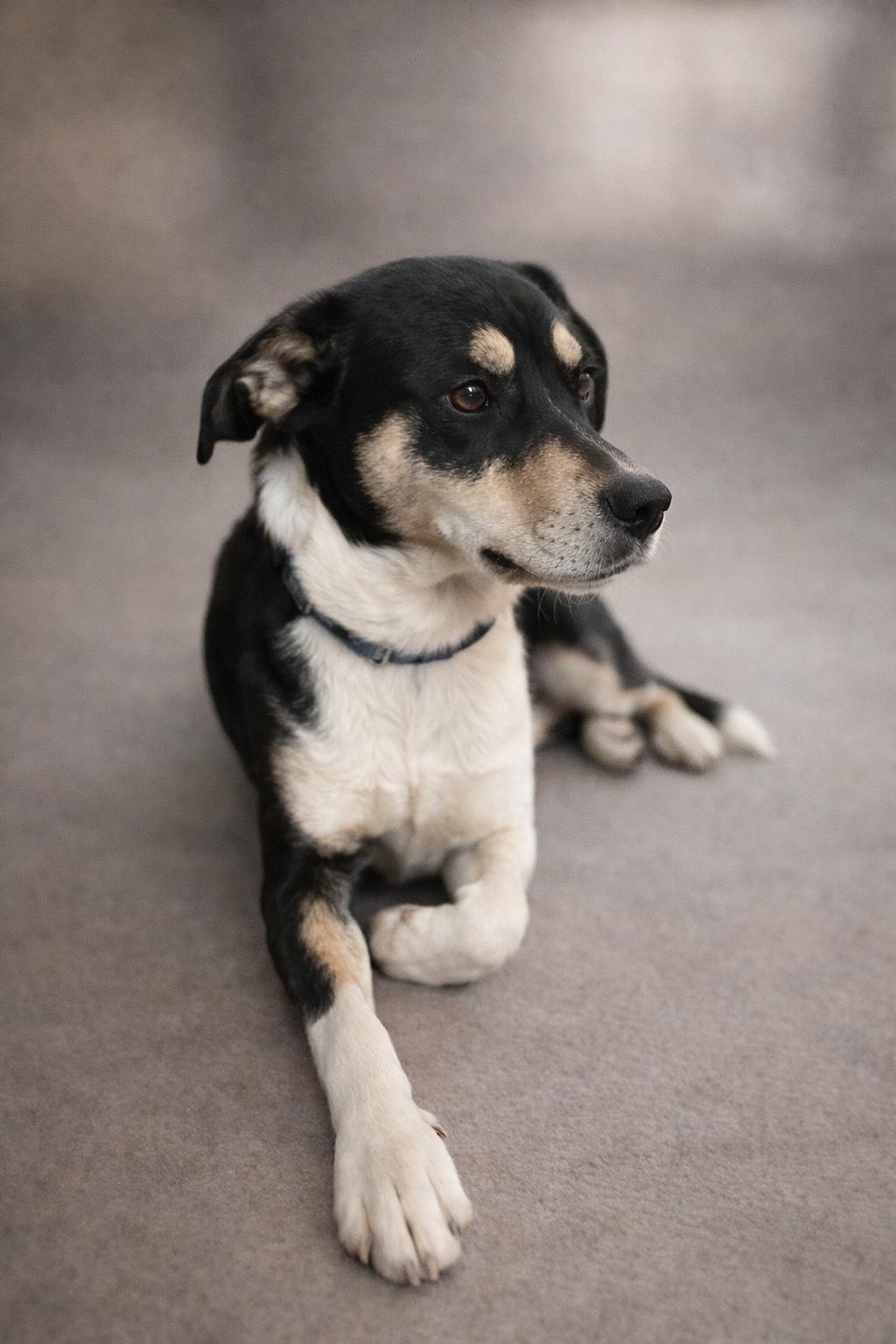 Enlarge Max, an adopted mixed breed in Torrey, UT image 2/2