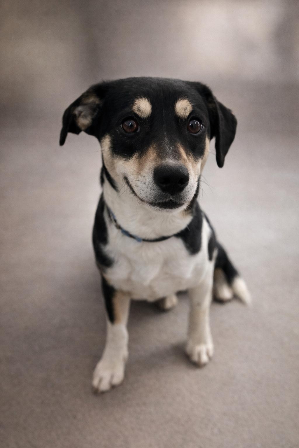Max, adopted, Young Male Chiweenie & Labrador Retriever.