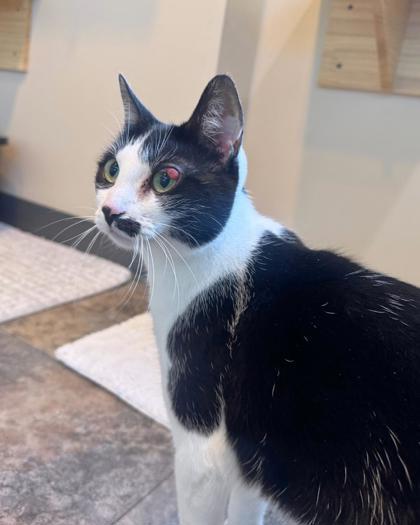 Moo Moo, ADOPTABLE, Young Female Domestic Short Hair.