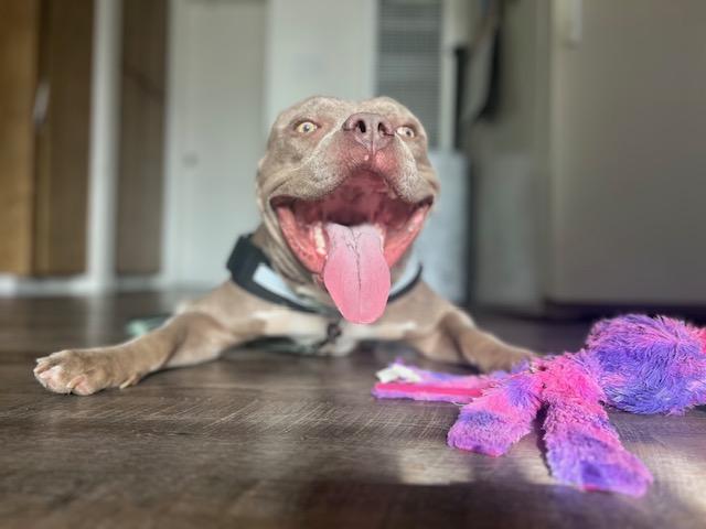 Enlarge Eddie, a Adoptable mixed breed in Valley Village, CA image 6/6