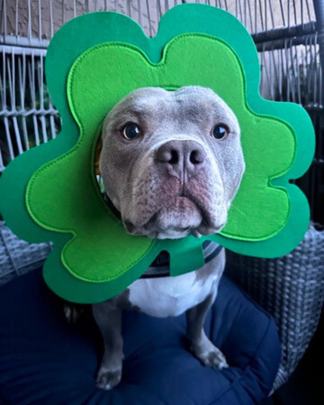 Eddie, a Adoptable mixed breed in Valley Village, CA image 4/6
