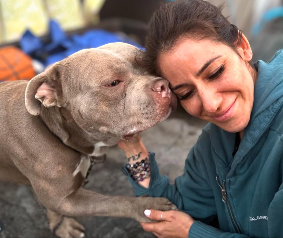 Enlarge Eddie, a Adoptable mixed breed in Valley Village, CA image 2/6
