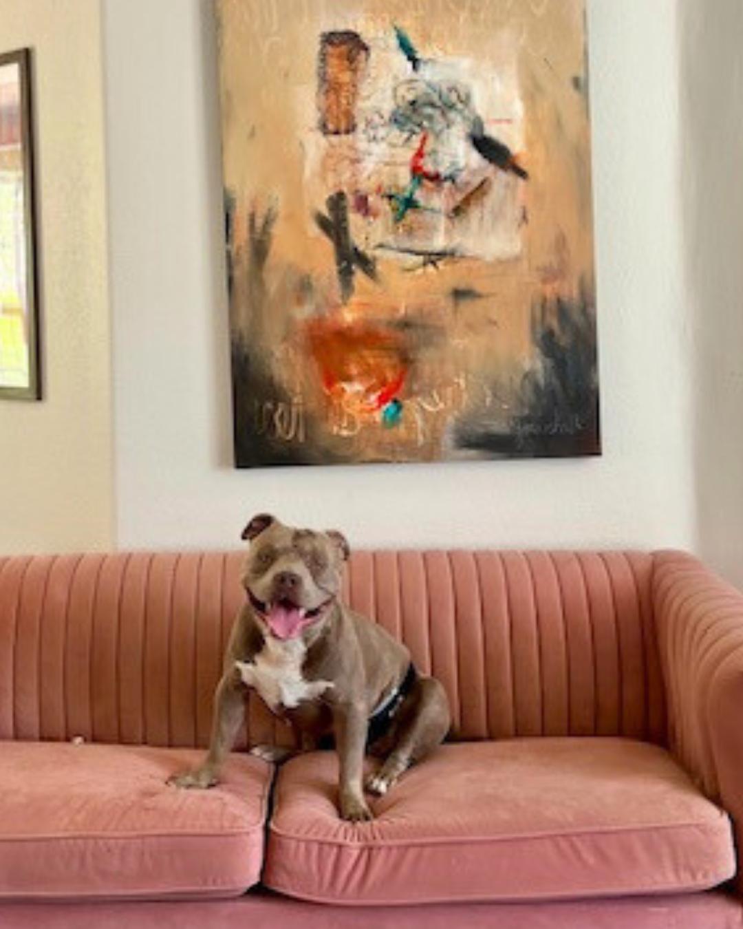 Enlarge Eddie, a Adoptable mixed breed in Valley Village, CA image 4/6