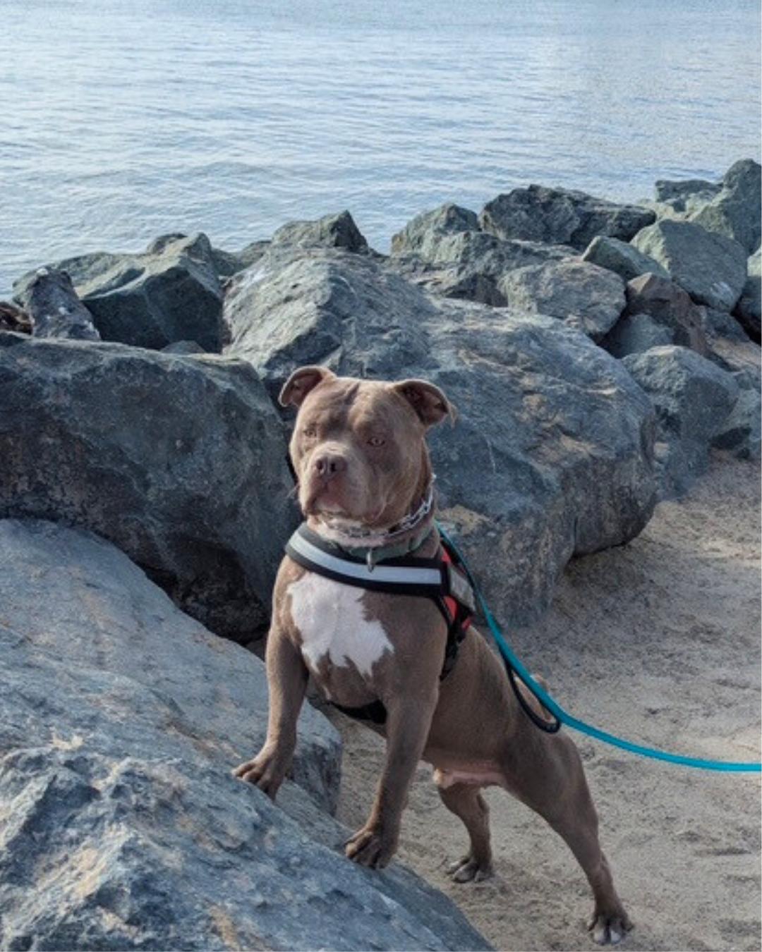 Enlarge Eddie, a Adoptable mixed breed in Valley Village, CA image 5/6