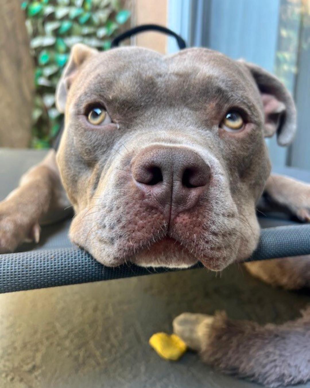 Eddie, Adoptable, Adult Male Pit Bull Terrier.