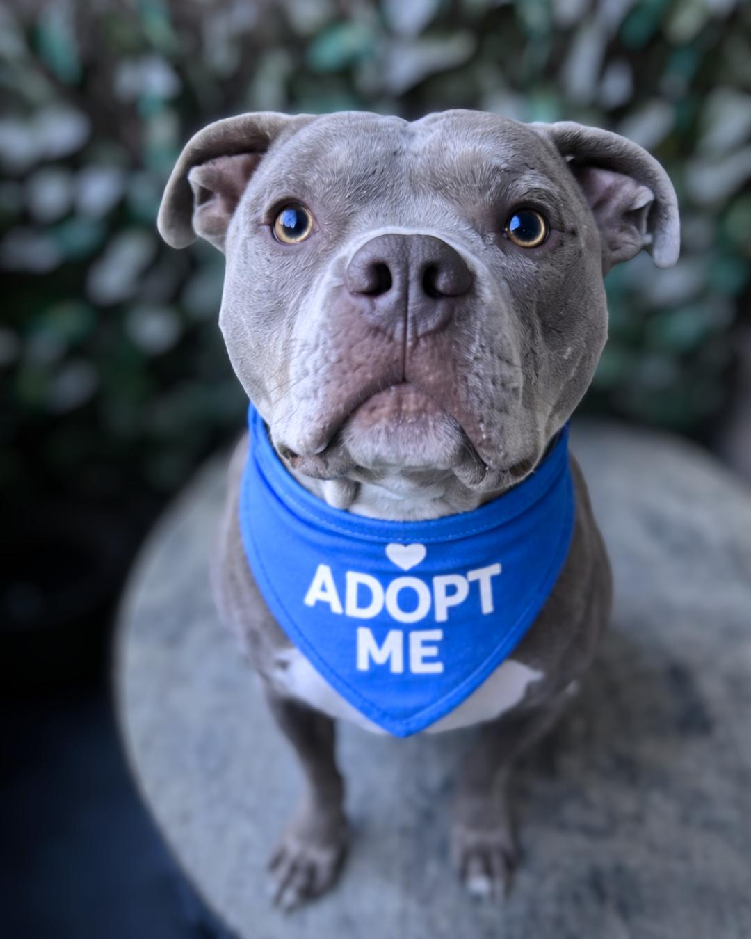 Eddie, a Adoptable mixed breed in Valley Village, CA image 1/6