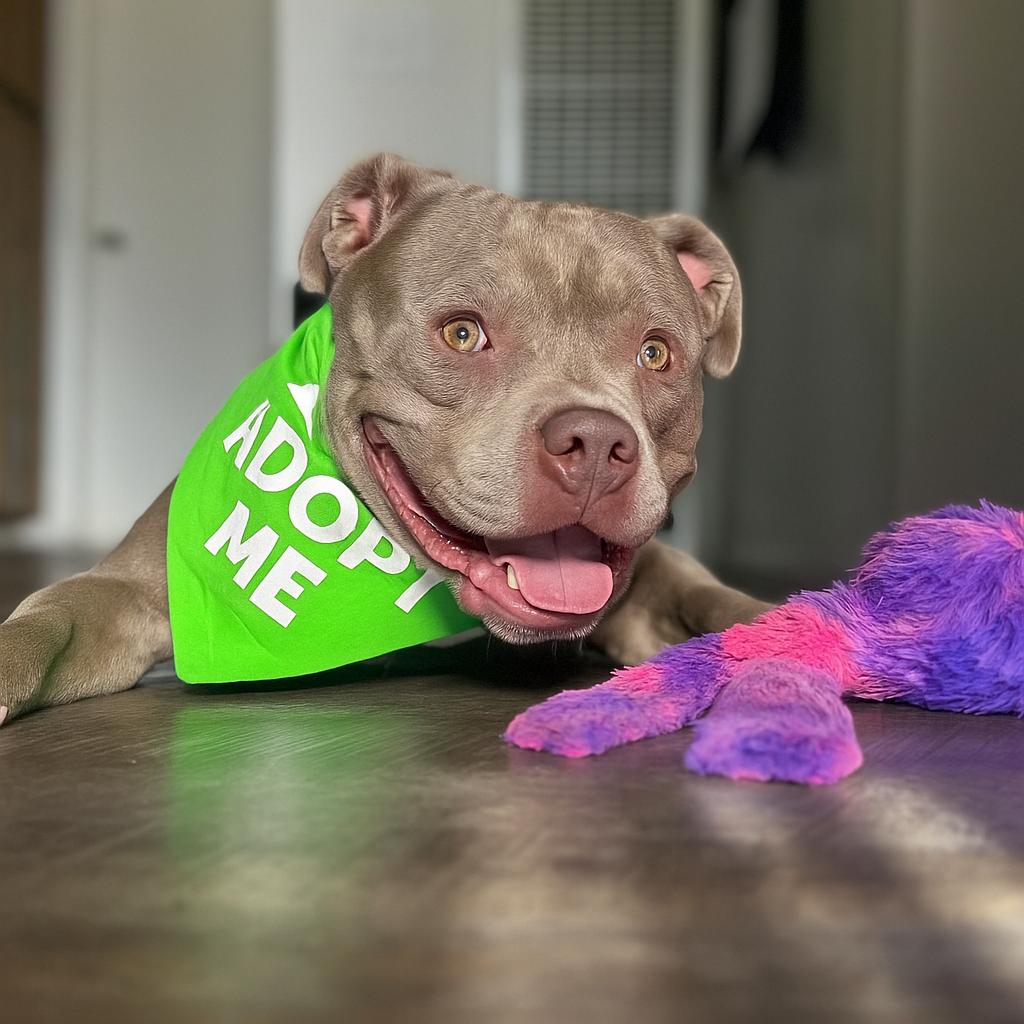 Enlarge Eddie, a Adoptable mixed breed in Valley Village, CA image 3/6