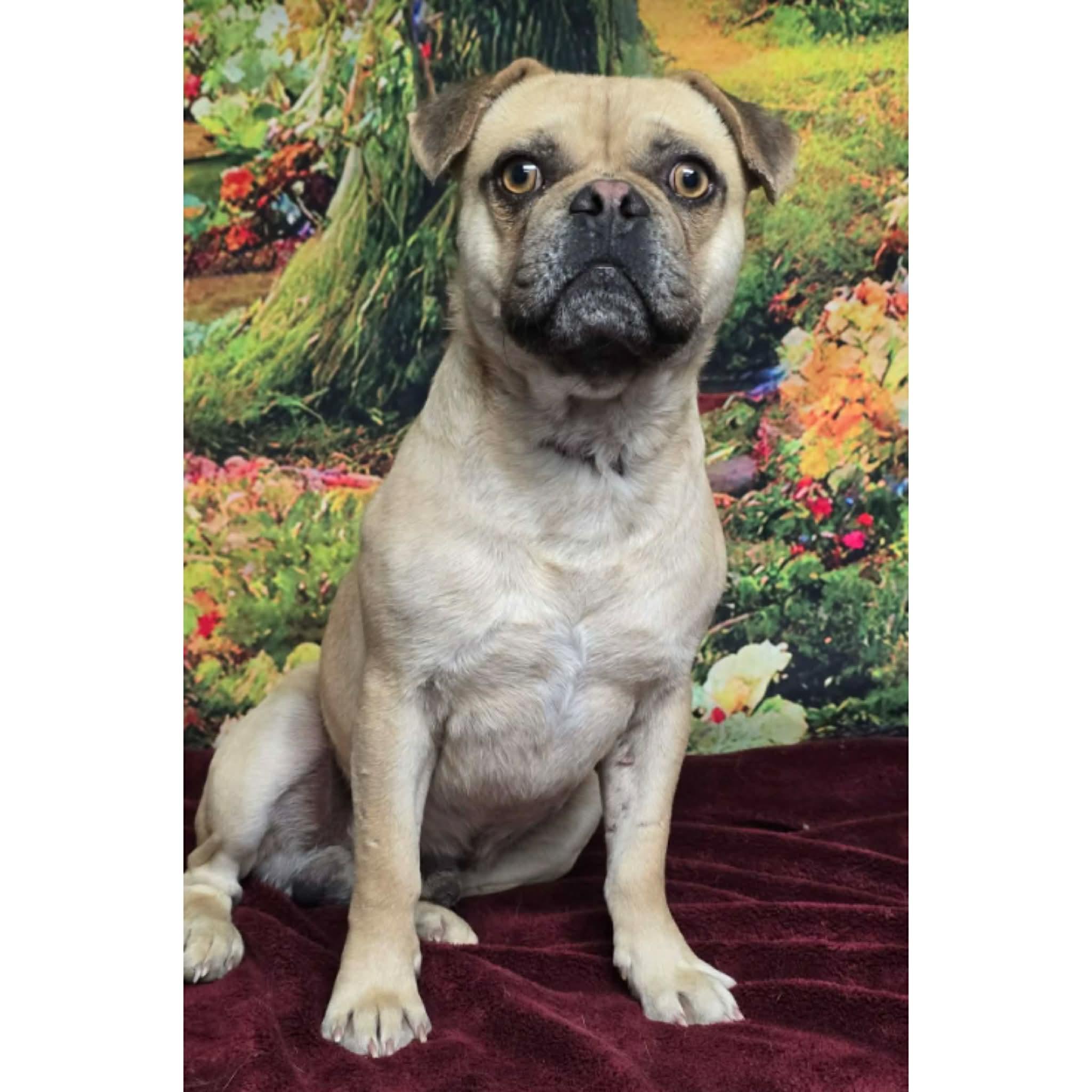 Freddie, ADOPTABLE, Young Male Pug & French Bulldog.