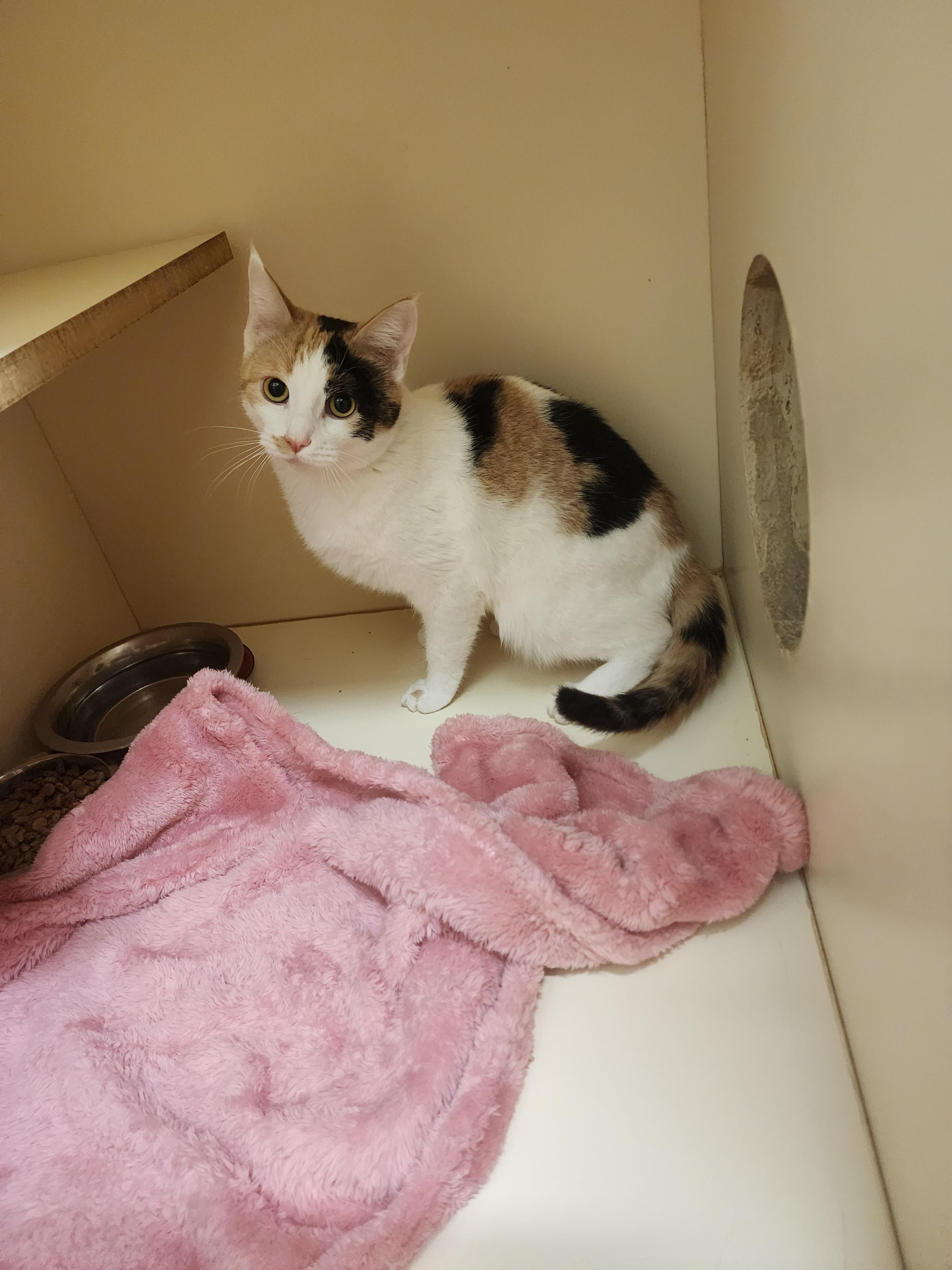 KC25-169, ADOPTABLE, Adult Female Domestic Short Hair.