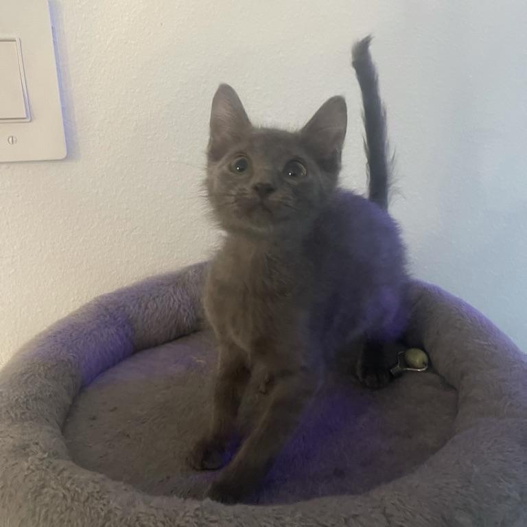 Quinn, Baby Female Russian Blue