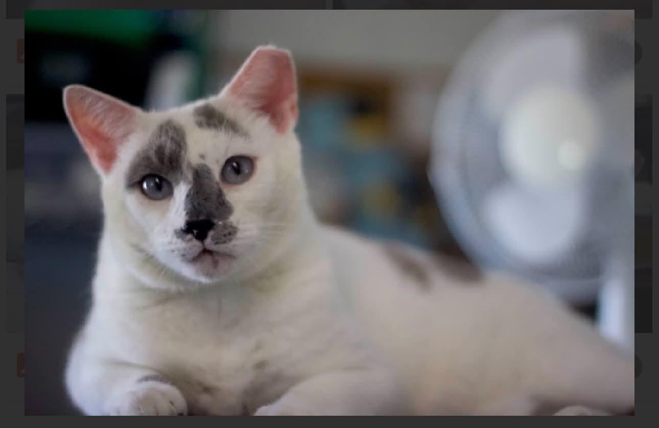 Enlarge Sky, a Adoptable Domestic Short Hair in Acushnet, MA image 3/6