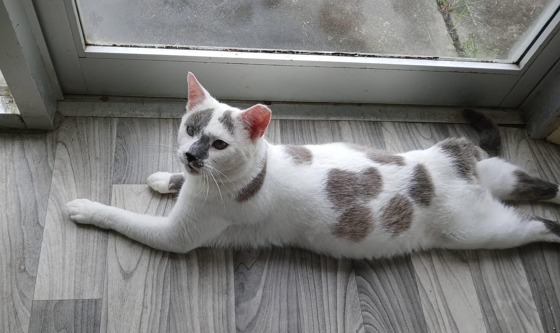 Enlarge Sky, a Adoptable Domestic Short Hair in Acushnet, MA image 2/6
