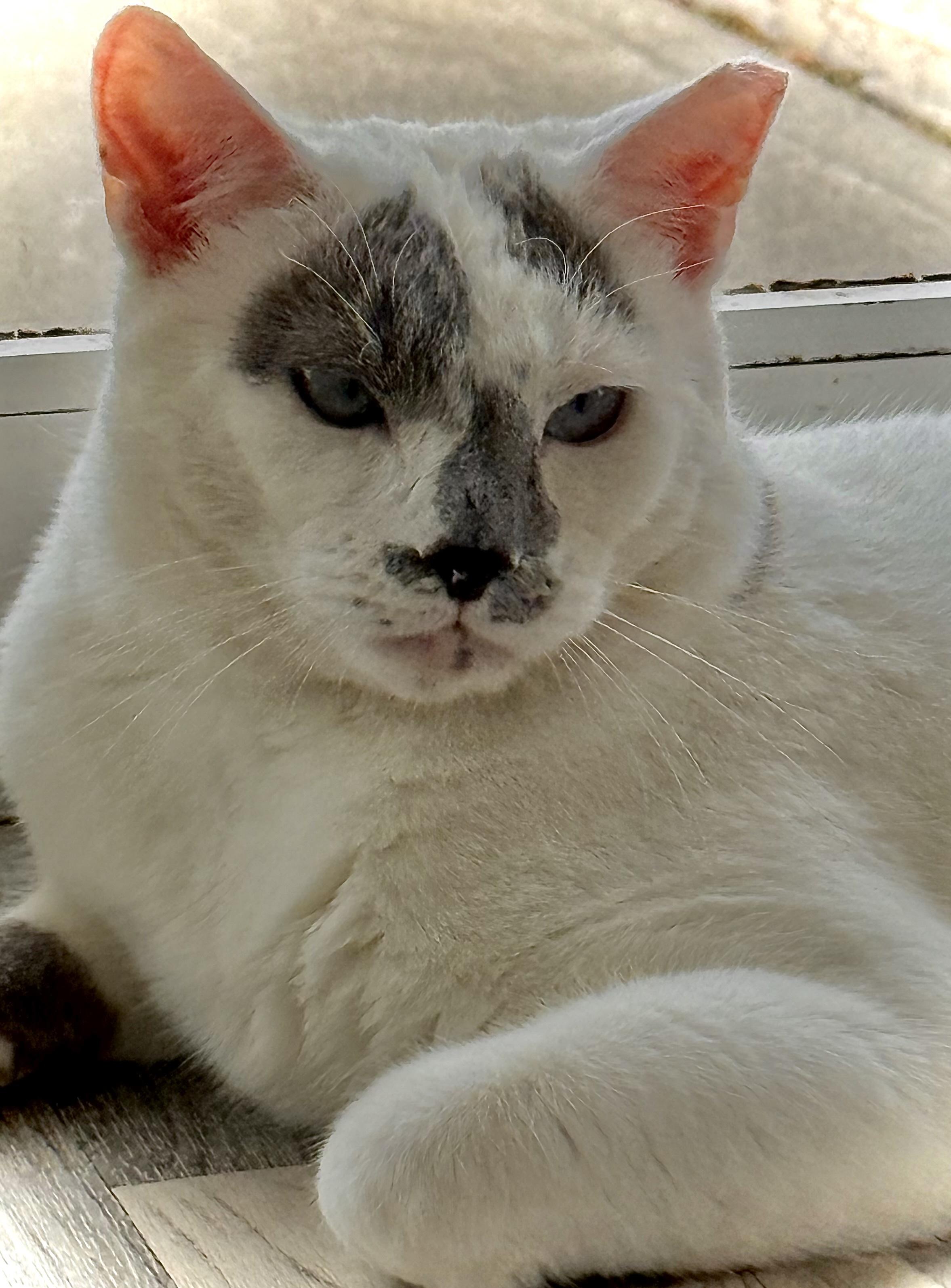 Sky, Adoptable, Adult Male Domestic Short Hair.