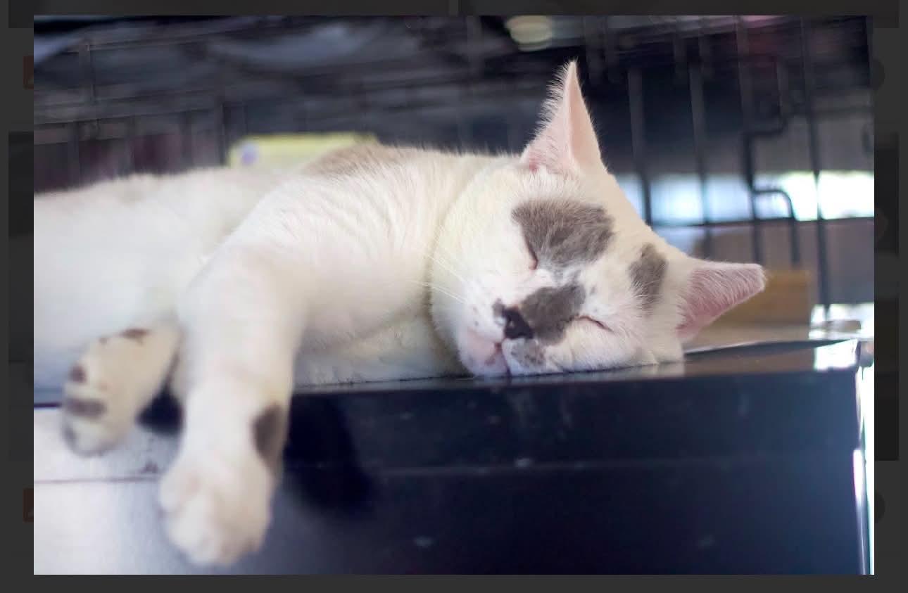 Enlarge Sky, a Adoptable Domestic Short Hair in Acushnet, MA image 5/6