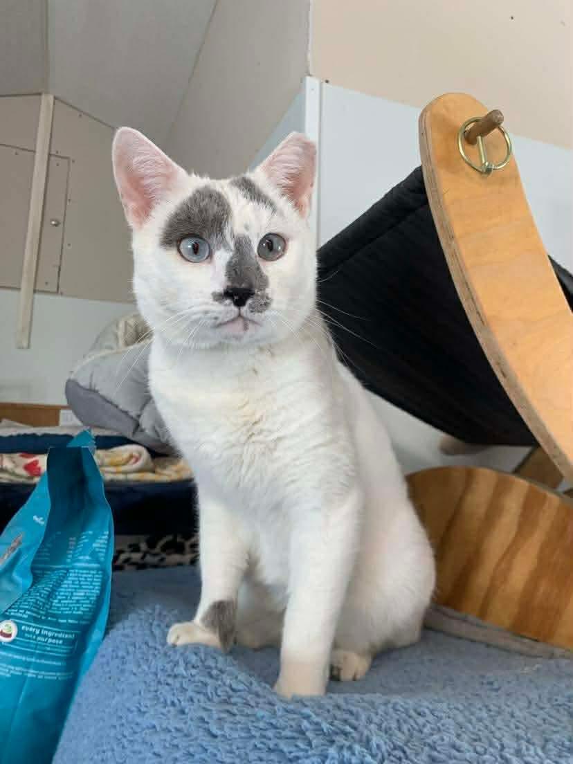 Enlarge Sky, a Adoptable Domestic Short Hair in Acushnet, MA image 6/6