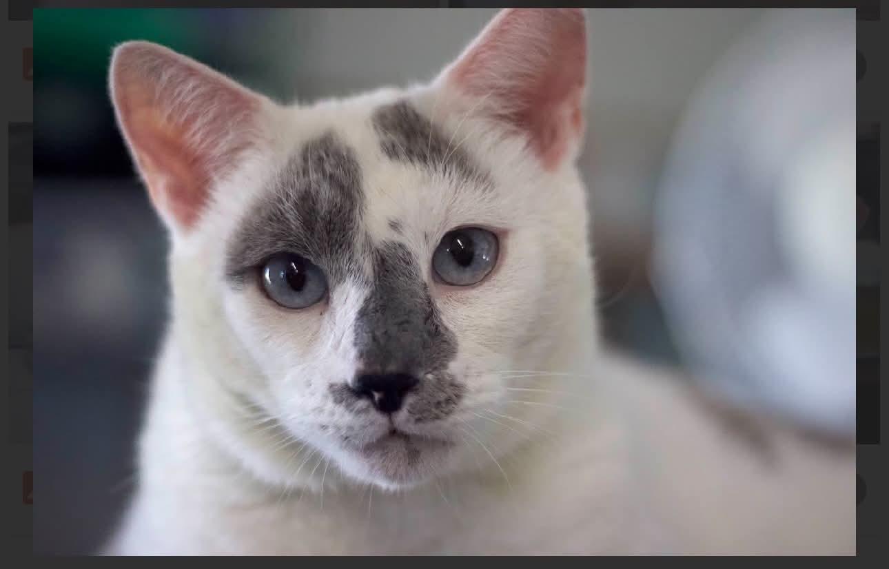 Enlarge Sky, a Adoptable Domestic Short Hair in Acushnet, MA image 1/6